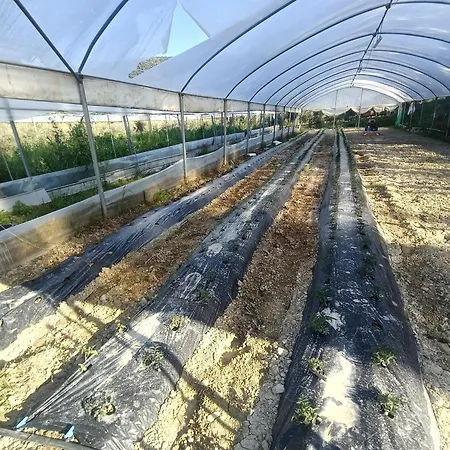 Agriturismo Il Cappellano Celico